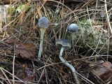 Mycena griseoviridis image