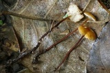 Rhizomarasmius pyrrhocephalus image