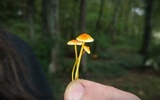 Mycena crocea image