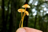 Mycena crocea image