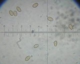 Kuehneromyces lignicola image
