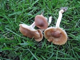 Hygrocybe colemanniana image