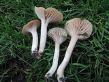 Hygrocybe colemanniana image