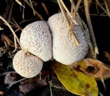 Lycoperdon curtisii image