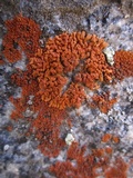 Xanthoria elegans image