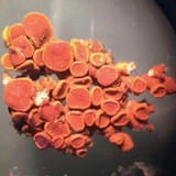 Xanthoria elegans image