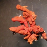 Xanthoria elegans image