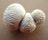 Lycoperdon curtisii image