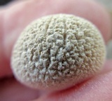 Lycoperdon curtisii image