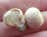 Lycoperdon curtisii image