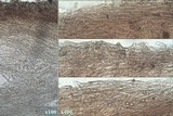 Inocybe godeyi image