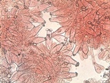 Inocybe godeyi image