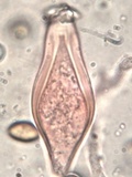 Inocybe godeyi image
