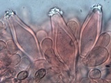 Inocybe godeyi image