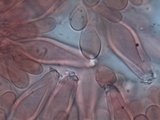 Inocybe godeyi image