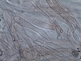 Inocybe godeyi image