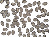 Inocybe godeyi image