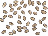 Inocybe godeyi image