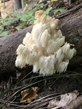Hericium americanum image