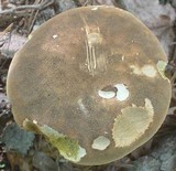 Boletus variipes image