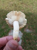 Russula crustosa image