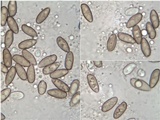 Hortiboletus engelii image