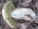 Boletus variipes image