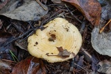 Lactarius psammicola f. glaber image