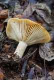 Lactarius psammicola image