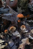 Marasmius fulvoferrugineus image