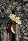 Neolentinus lepideus image