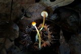 Mycena crocea image