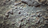 Fuscocerrena portoricensis image