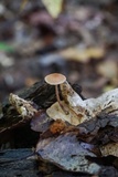 Gymnopus subnudus image