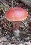 Boletus frostii image