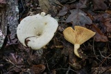 Lactarius maculatipes image