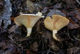 Lactarius maculatipes image