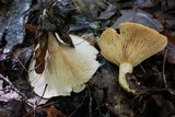 Lactarius maculatipes image