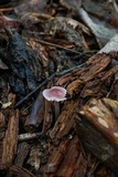 Mycena rosea image