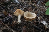Lactarius subplinthogalus image