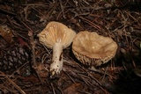 Lactarius subplinthogalus image