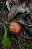 Russula brunneola image