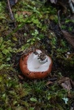 Russula brunneola image