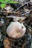 Russula crustosa image