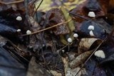 Marasmius capillaris image