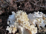 Sparassis crispa image