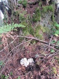 Sparassis crispa image