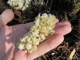 Sparassis crispa image