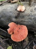 Rhodotus palmatus image