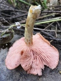 Rhodotus palmatus image